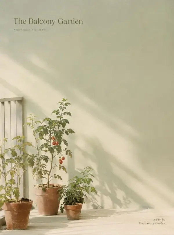 阳台上的番茄（豆花首映）封面海报，从一颗种子开始等